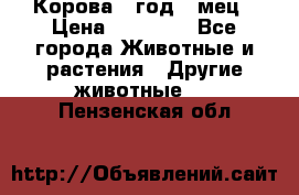 Корова 1 год 4 мец › Цена ­ 27 000 - Все города Животные и растения » Другие животные   . Пензенская обл.